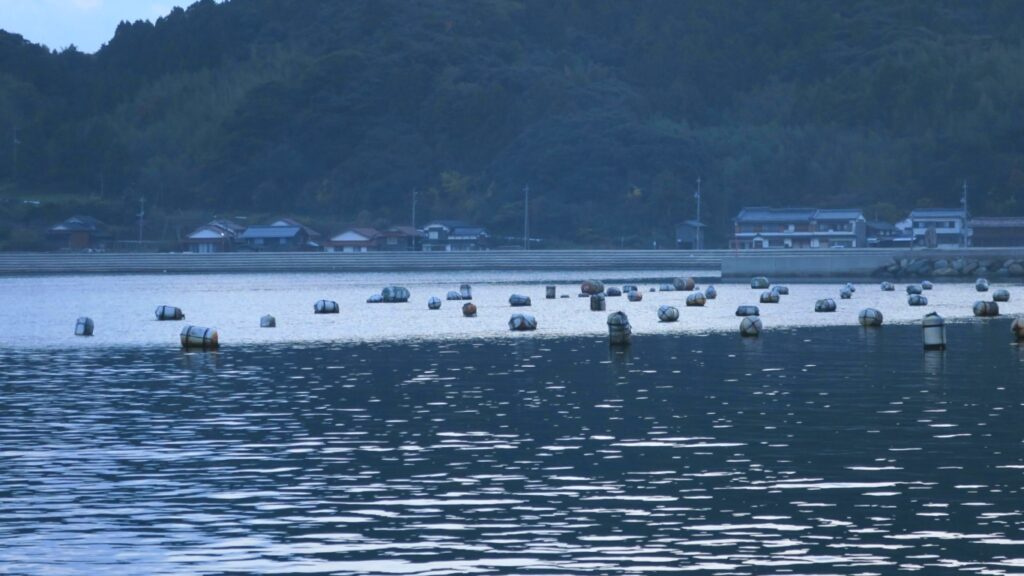 隠岐諸島の岩ガキ養殖
