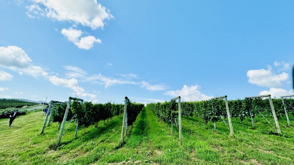 余市町のワイナリー