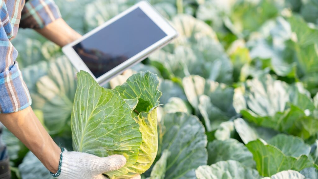 キャベツ畑とタブレット端末